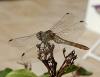 Sympetrum sanguineum